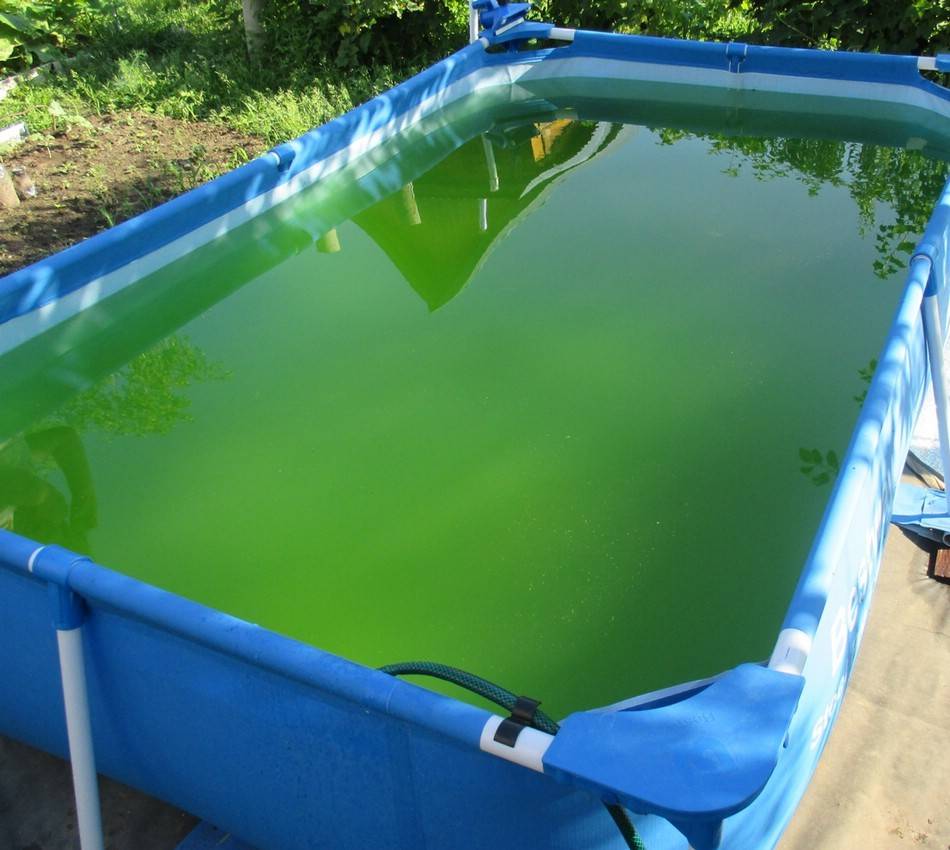 Зеленеет вода в бассейне: что делать