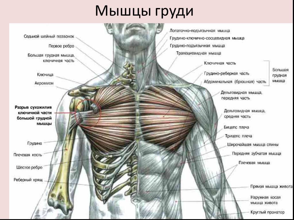Эмбриология груди и врожденные пороки развития – женская грудь