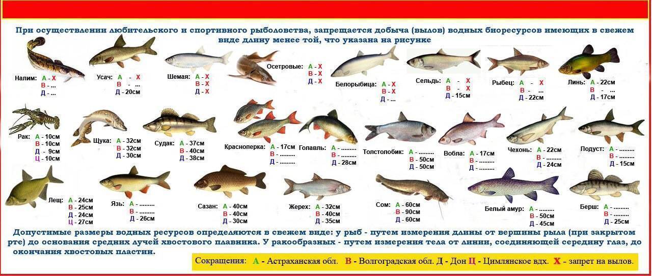 Рыбалка в оренбургской области сегодня