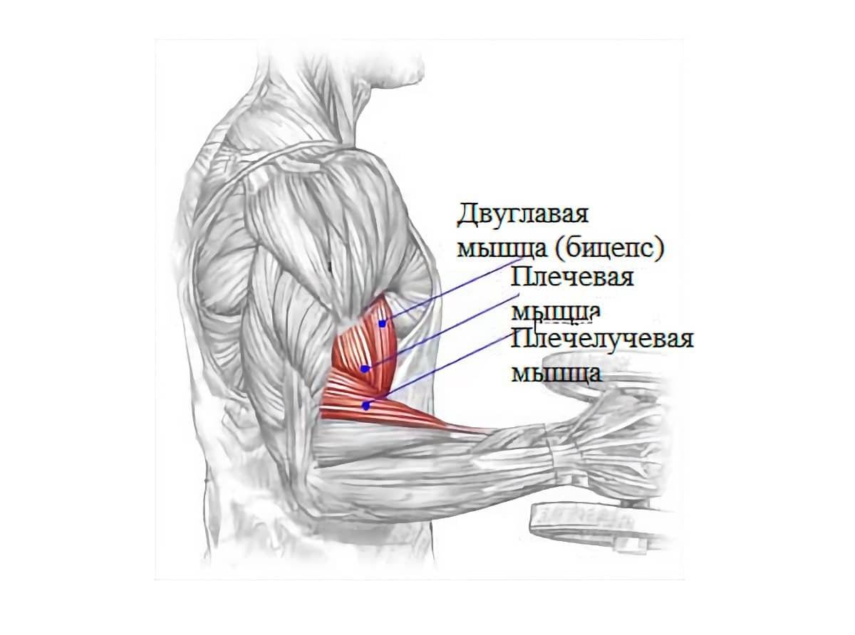 Разрыв сухожилия бицепса: симптомы, восстановление, реабилитация | разрыв дистального сухожилия двуглавой мышцы плеча