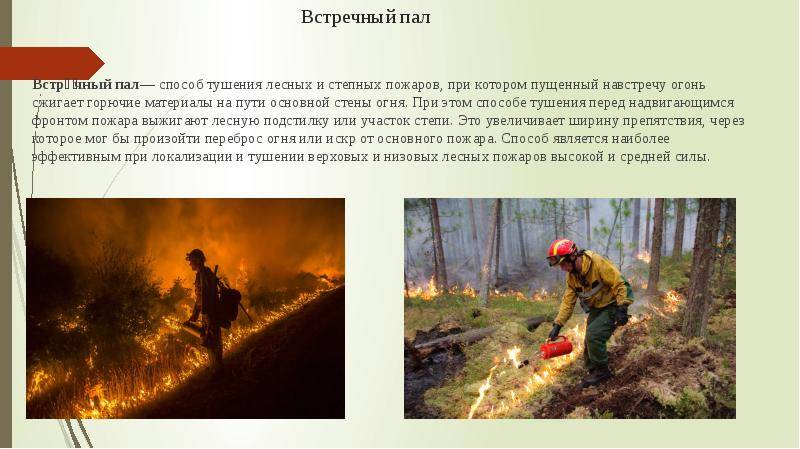 Пожар в лесу: ваши действия или как спастись от пожара