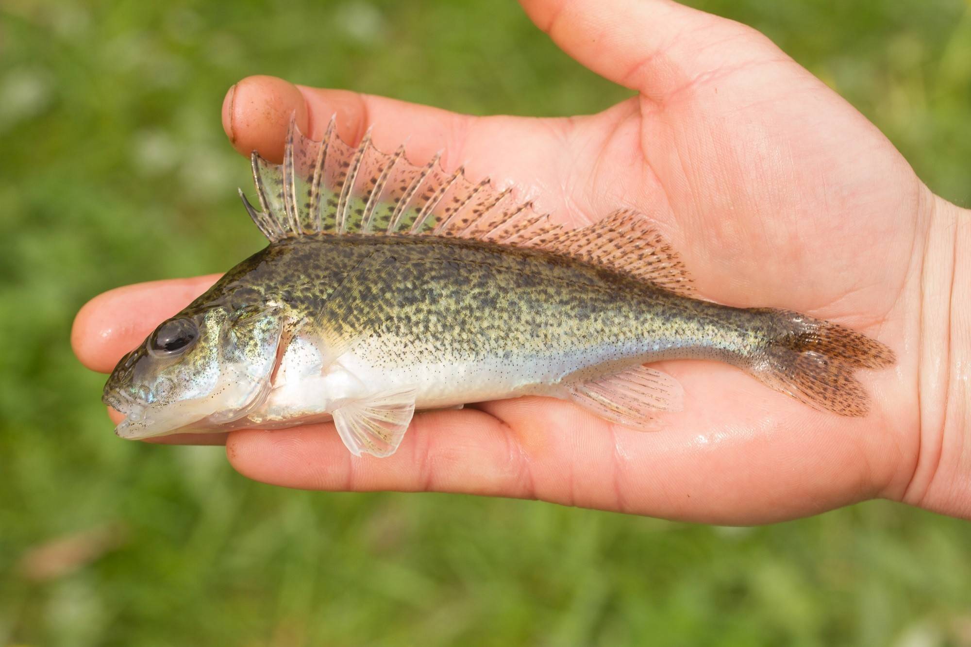 Рыбалка в чайковском: описание местных водоемов, какая рыба водится
