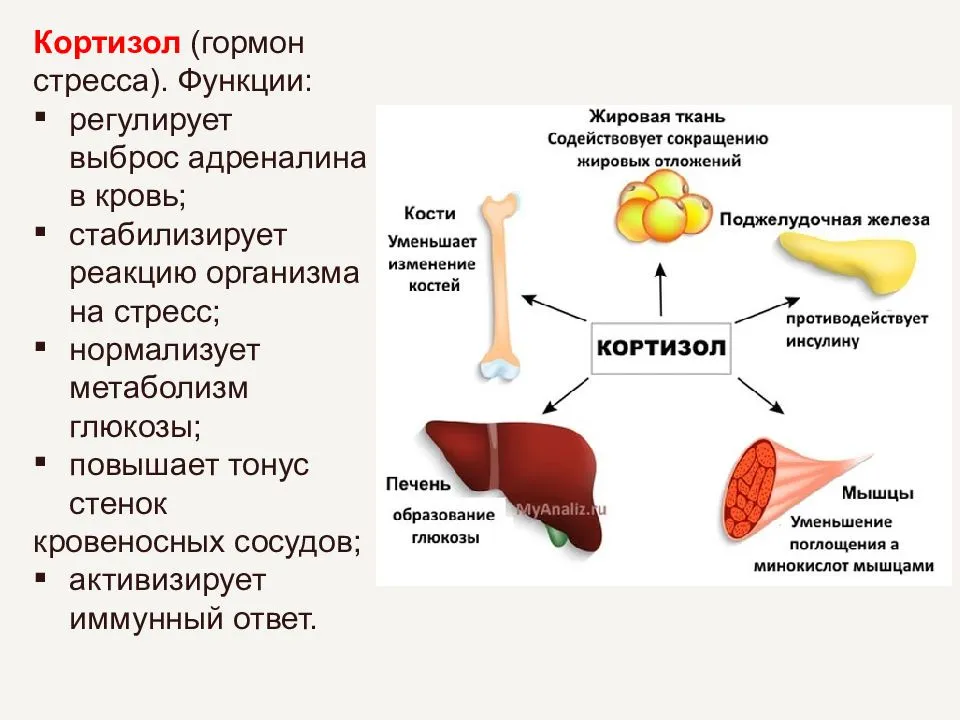 Кортизол: функции, норма в крови, отклонения и их причины, обнаружение в моче