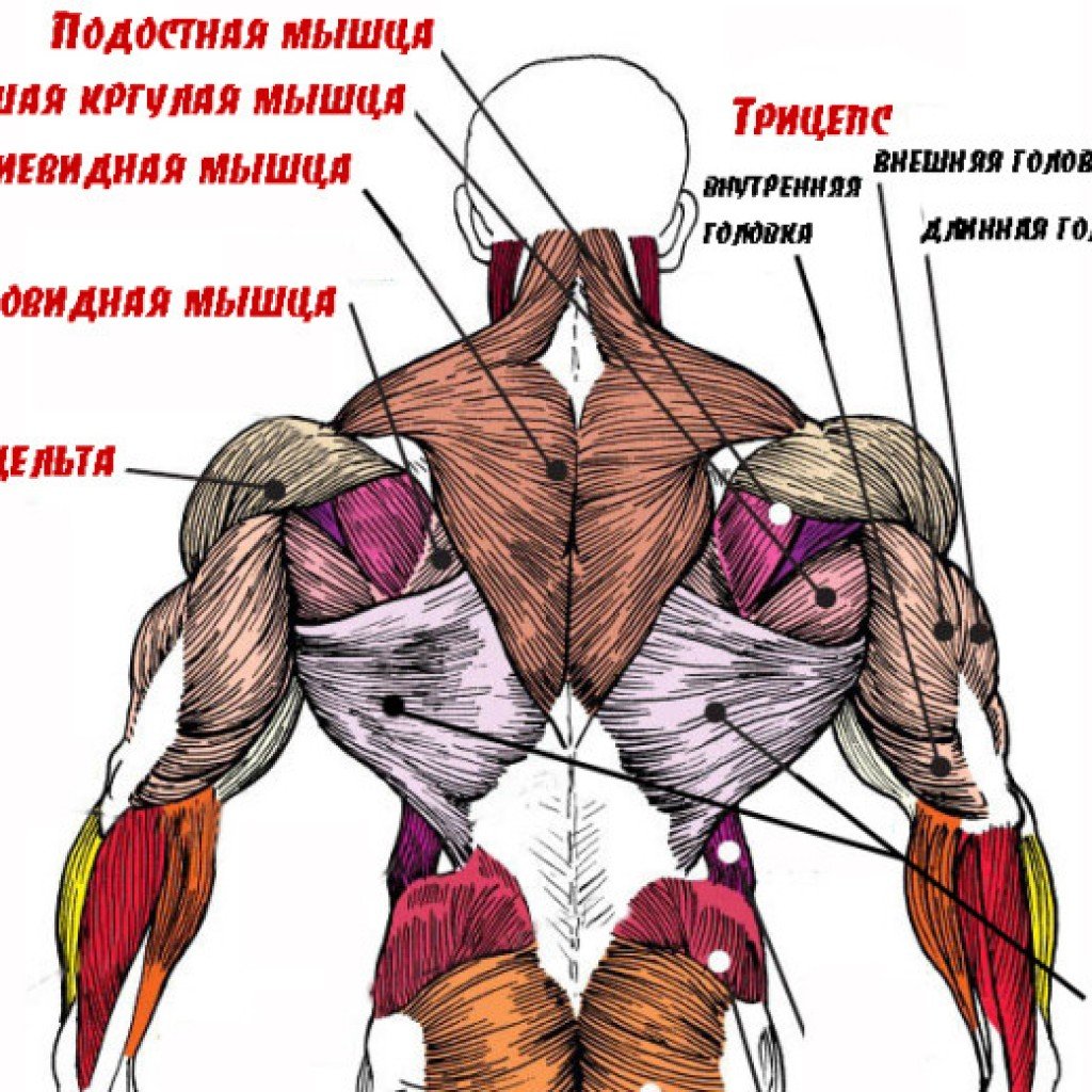 Мышцы спины человека | анатомия мышц спины, строение, функции, картинки на eurolab
