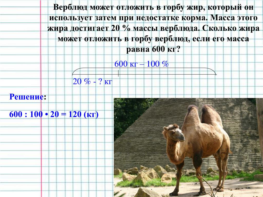 5 т 500 кг что больше. Вес верблюда. Верблюд может отложить в горбу. Верблюд может отложить в горбу жир который. Сколько весит верблюд.