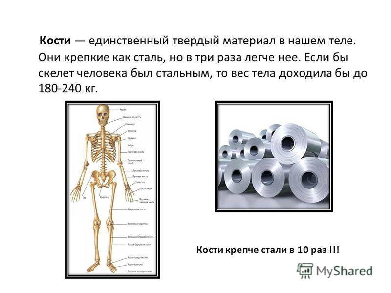 Факты о скелете ребенка. Скелет человека информация. Интересные факты про кости человека.