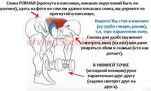 Развиваем рельеф плеча: разведение гантелей в наклоне | rulebody.ru — правила тела