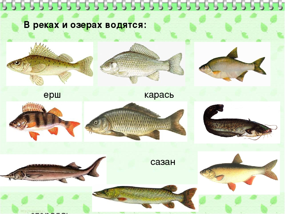 Рыбалка в оренбургской области 2022: отчеты, водоемы, платная рыбалка