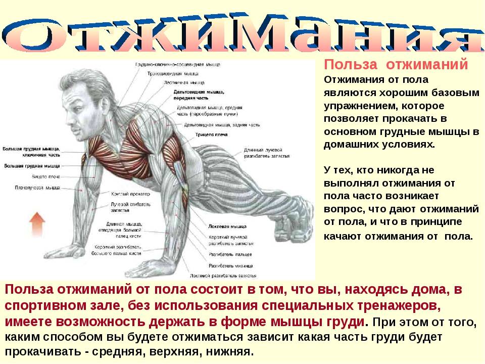 Обратные отжимания от скамьи (лавки) сзади на трицепс | твой фитнес