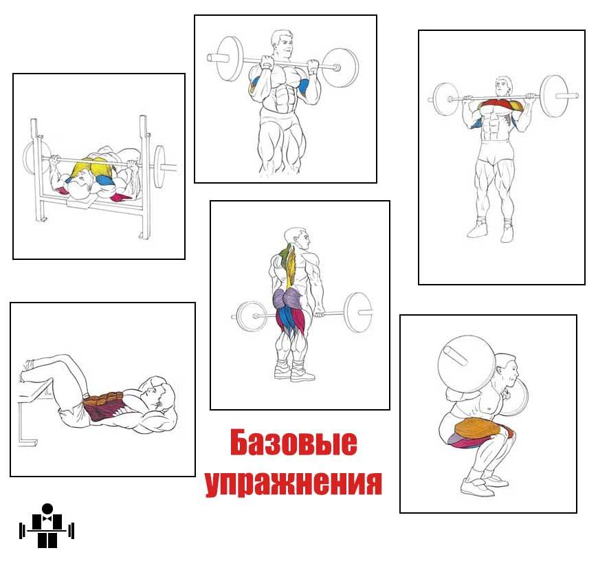 Программа тренировок для набора мышечной массы:  упражнения и рекомендации по тренировкам