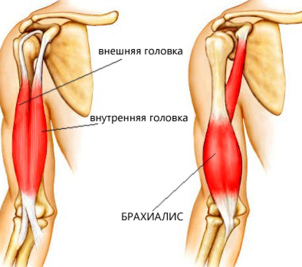 Анатомия мышц рук: строение и тренировки [обзор]