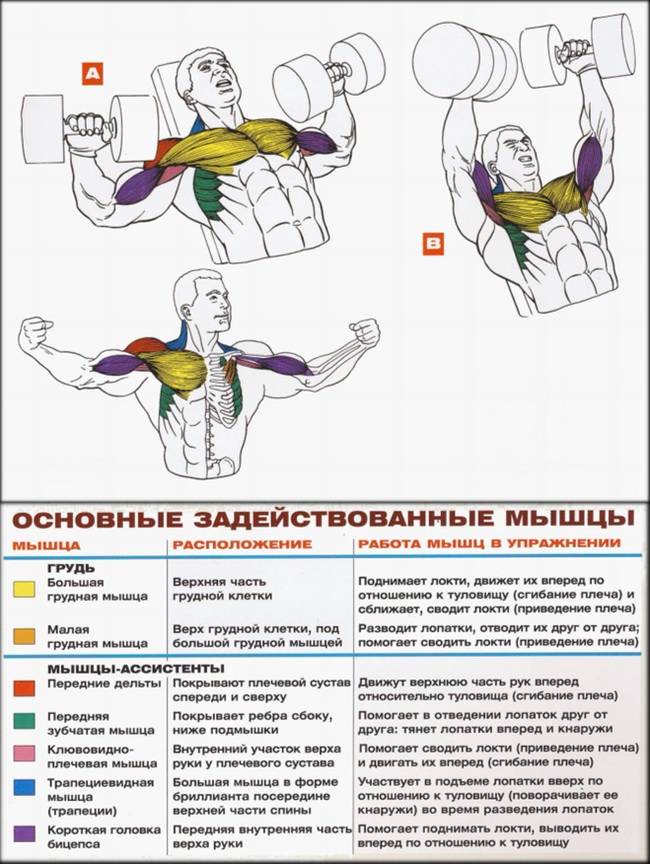 Как накачать внутреннюю часть грудных мышц: топ-7 упражнений - бомба тело