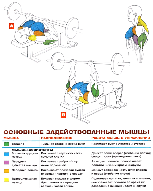 Жим штанги лежа узким хватом: техника выполнения и рекомендации | rulebody.ru — правила тела