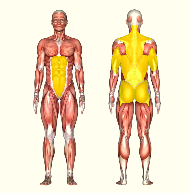Тренируем мышцы кора: упражнения, техника выполнения
