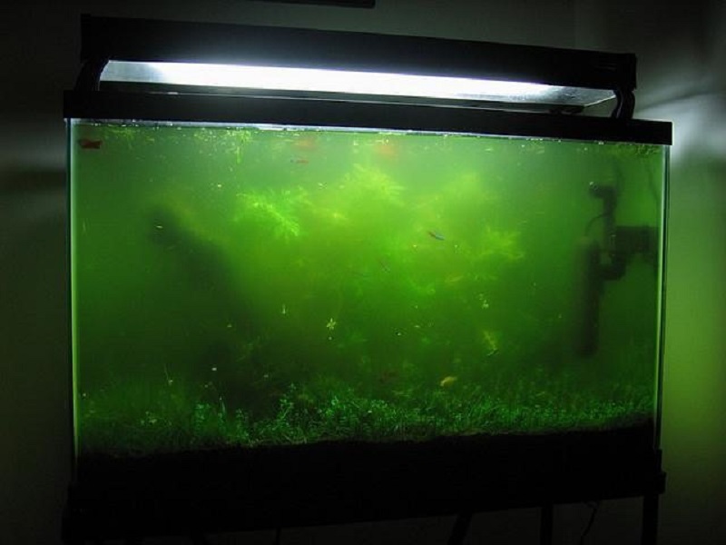 Как избавиться от водорослей в аквариуме: зеленых, синезеленых, черных, коричневых