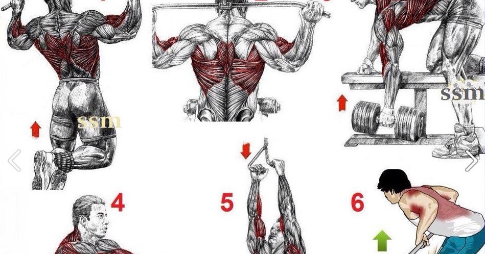 Упражнения для спины в тренажерном зале: как накачать спину
