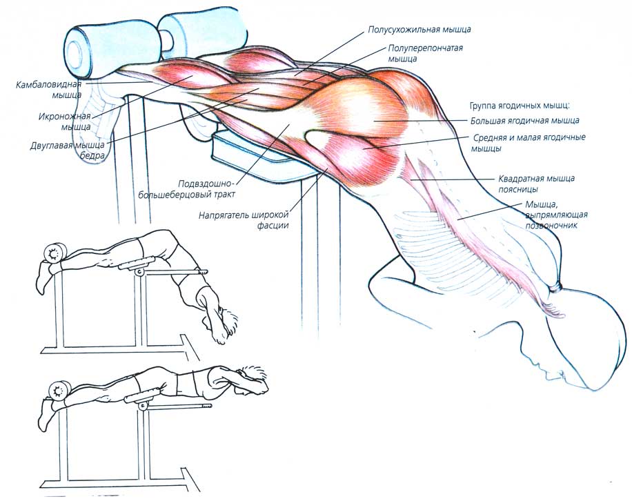 Гиперэкстензия для мышц спины: техника выполнения в зале и дома | твой фитнес