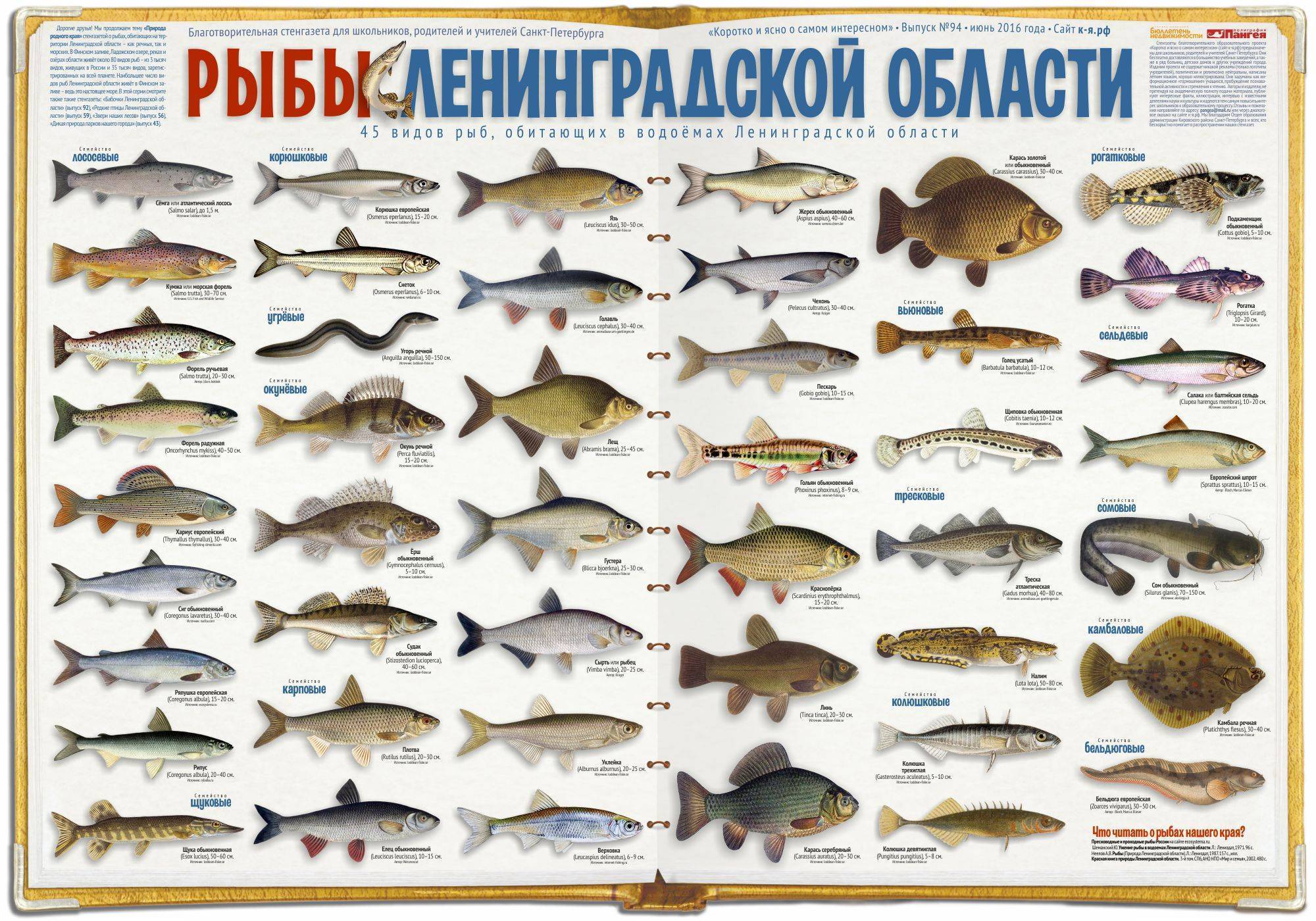 рыба московской области фото