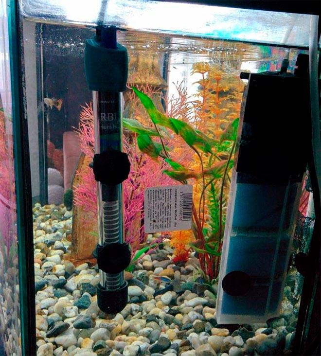 Температура воды в аквариуме для рыбок: какая должна быть оптимальная, как поддерживать, перегрев, переохлаждение, перепады, таблица для разных видов