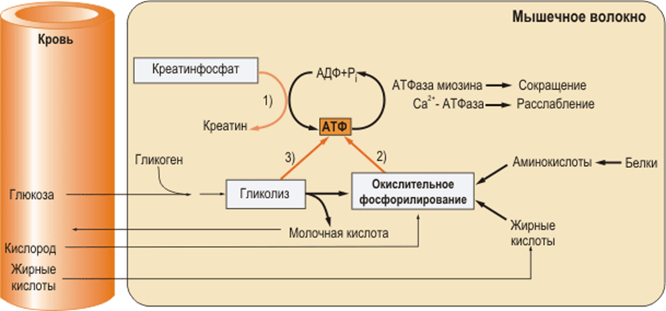 АТФ креатинфосфат гликолиз. Гликолитический путь ресинтеза АТФ гликолиз. Особенности обмена веществ в миокарде. Энергетический обмен в мышцах. За счет энергии атф происходит