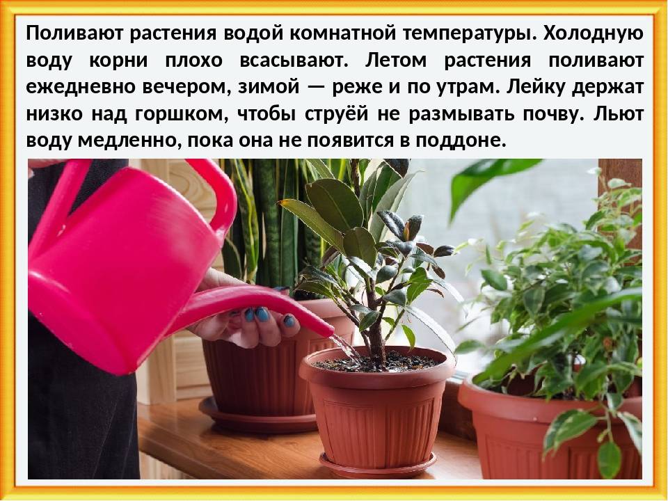 Правила подкормок для комнатных растений. как удобрять комнатные растения? фото — ботаничка