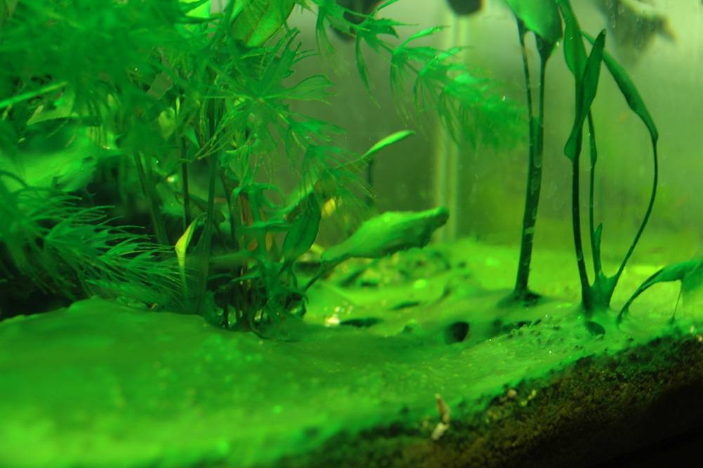 Зеленый налет на стенках аквариума: причины появления и как от него избавиться