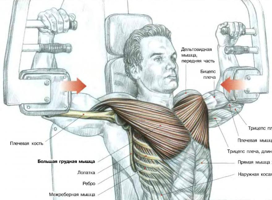 Как накачать верхнюю часть грудных мышц – комплекс упражнений
