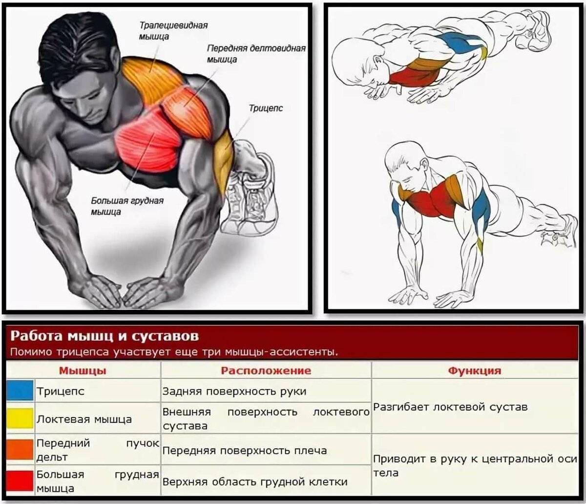 Какие мышцы можно качать в один день. какие мышцы следует тренировать вместе?