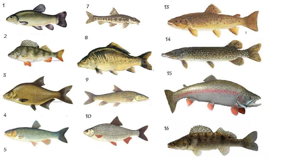 Рыбалка на ангаре зимой или весной: какая рыба водится, особенности ловли