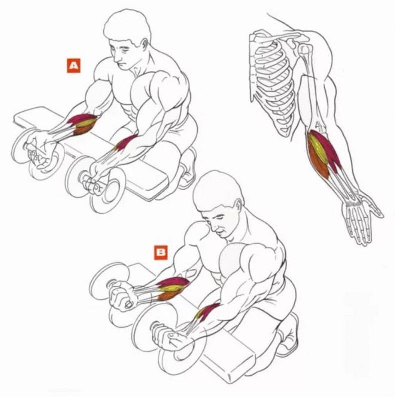 Как быстро накачать мышцы?
