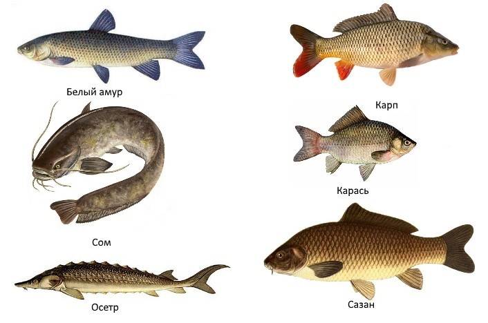 Какая рыба водится в волге: список названий, рекомендации по ловле