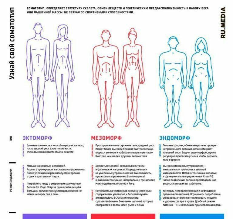 Как определить избранного человека. Типы строения тела. Типы телосложения человека. Характеристики телосложения человека. 3 Типа телосложения человека.