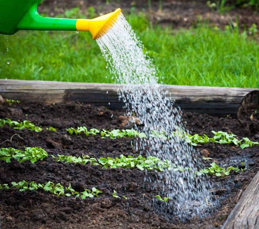 Мнение экспертов о том, можно ли поливать огород холодной водой
