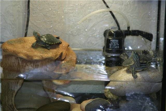 Уход за аквариумом для черепах: чистка и обслуживание