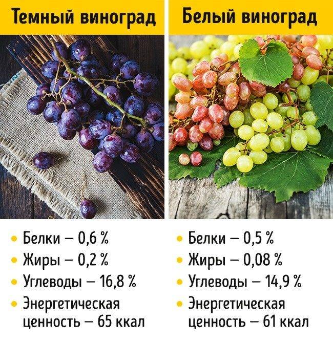 Описание винограда кишмиш