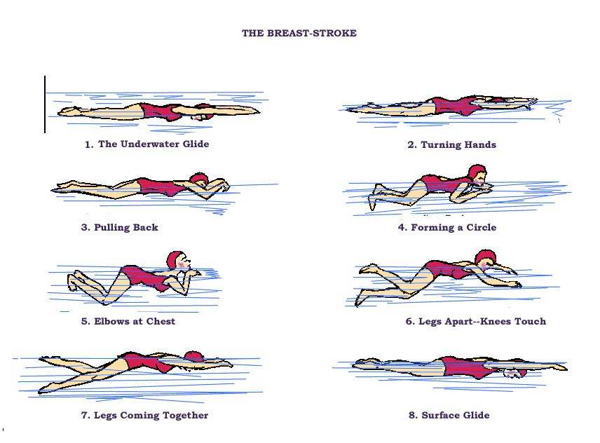 Какие мышцы работают при плавании в бассейне: на спине, кролем, брассом, баттерфляем, фото