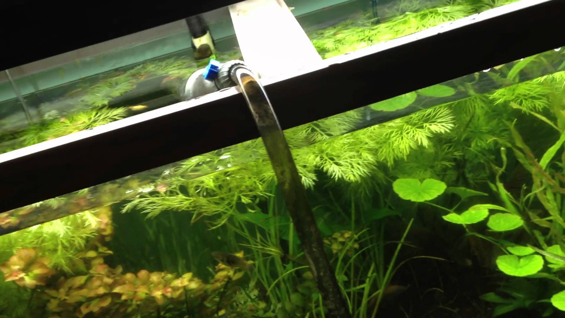 Неприятный запах из аквариума | аквариумок