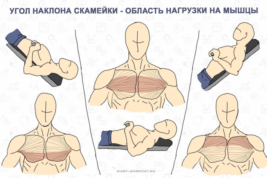 Лучшие упражнения чтобы накачать грудь дома: тренировка грудных мышц в домашних условиях без тренажеров отжманиями и гантелями