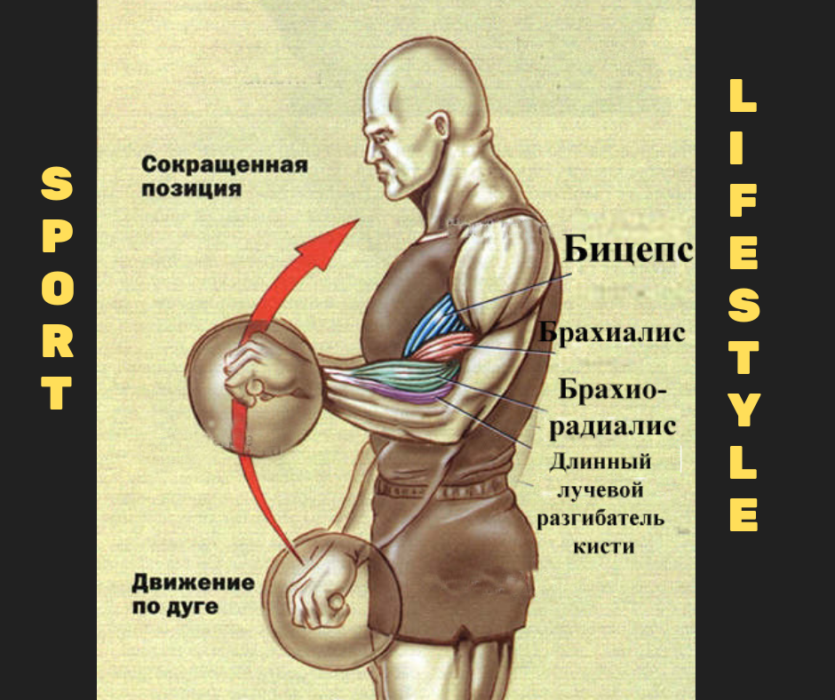 Брахиалис - что это за мышца и где находится, упражнения для накачки брахиалиса