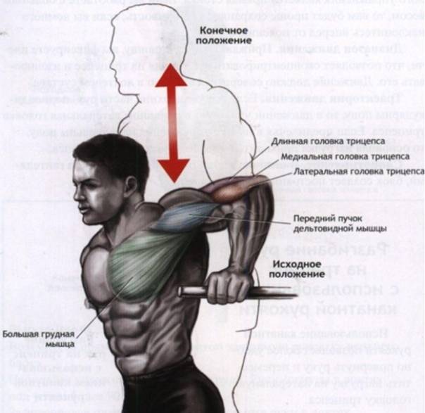 Отжимания на брусьях на грудь и трицепс: какие мышцы работают, программа тренировок