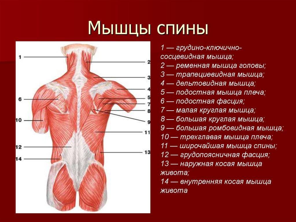 Широчайшая мышца спины - kinesiopro