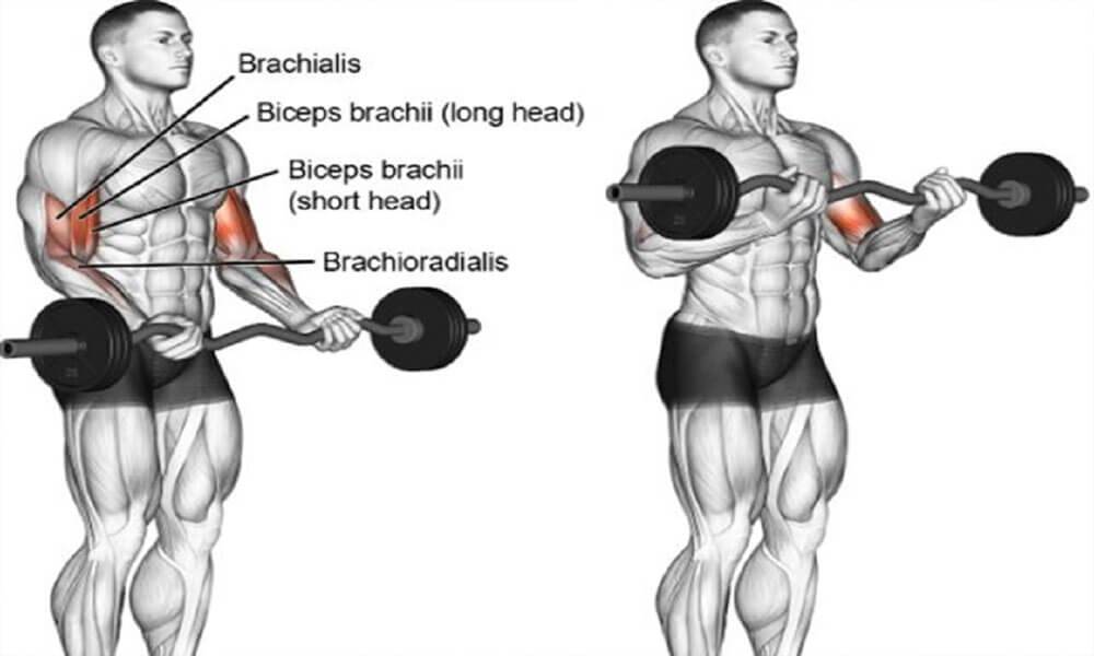 Брахиалис (плечевая мышца) узнайте как ее накачать и увеличить объем вашего бицепса.