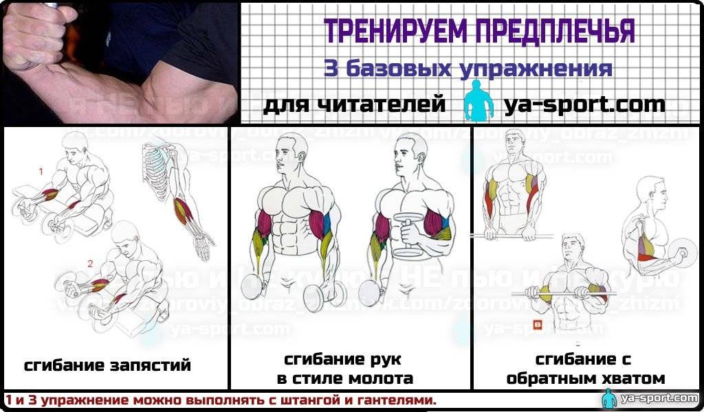 Самые эффективные упражнения для рук в тренажерном зале, чтобы накачать мышцы рук