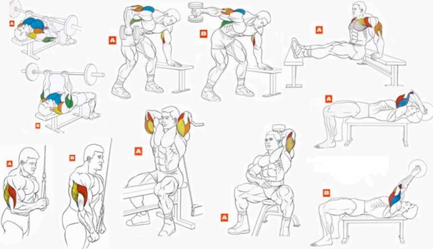 Зожник |   как правильно тренировать трицепс: 10 упражнений и 6 тренировочных стратегий