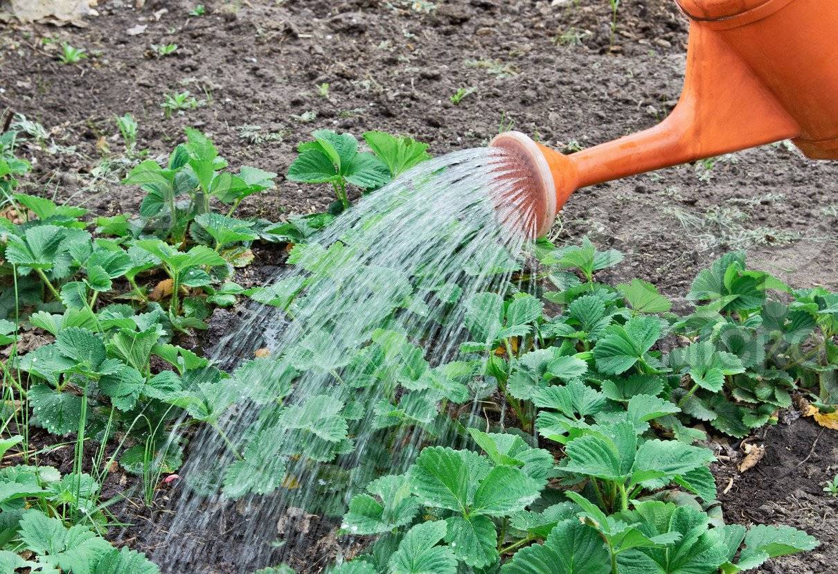 Полив огорода — поливная норма, сколько раз, когда и как поливать