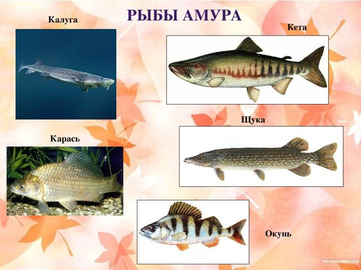 Разнообразие ихтиофауны, или какая рыба водится в Амуре