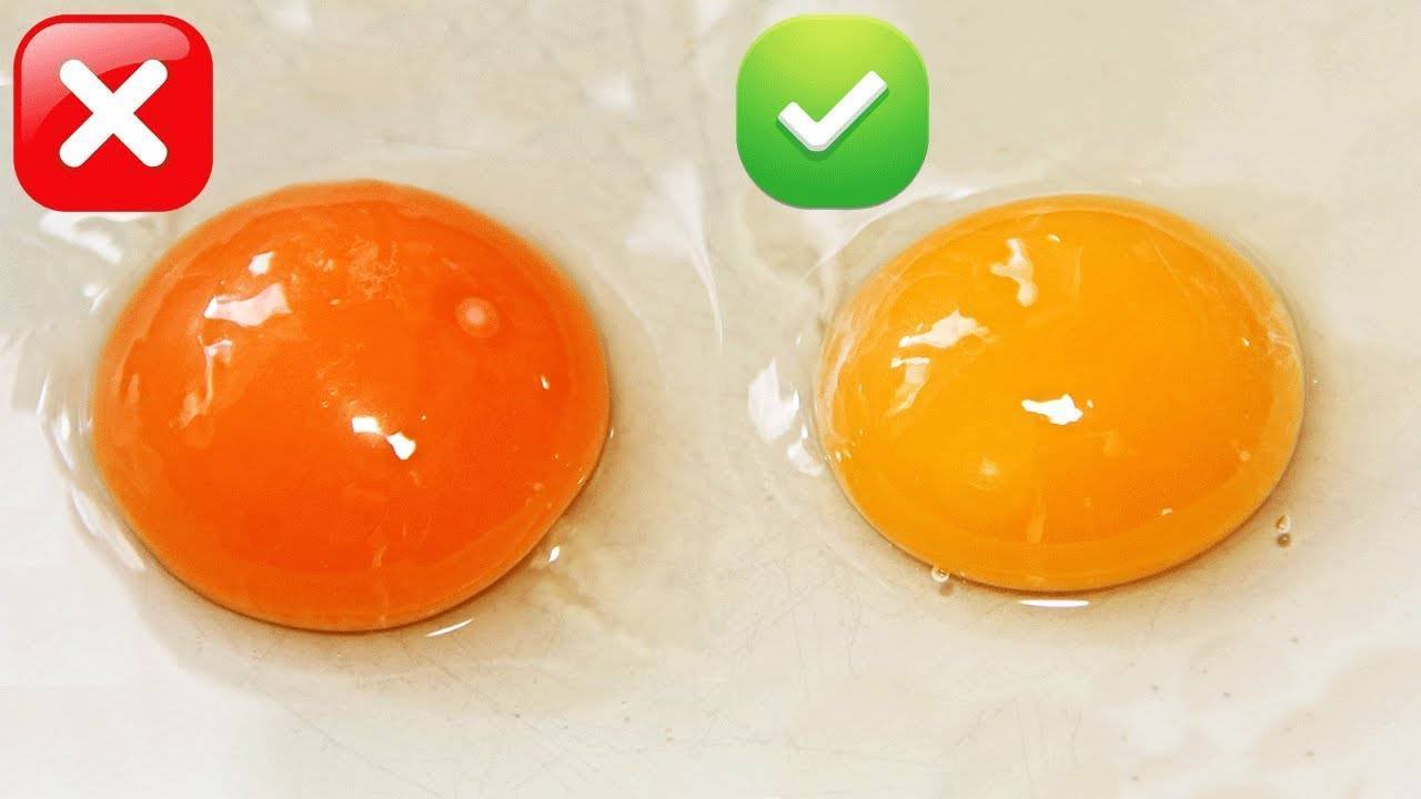 Что влияет на цвет желтка куриных яиц: лучше ли яйца с рыжими желтками? - onwomen.ru