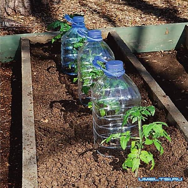 Капельный полив в теплице из пластиковых бутылок (3 способа)