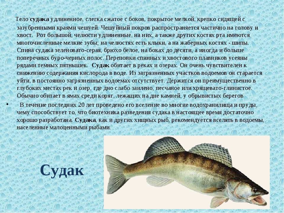 Терпуг рыба. описание, особенности, образ жизни и среда обитания хищницы