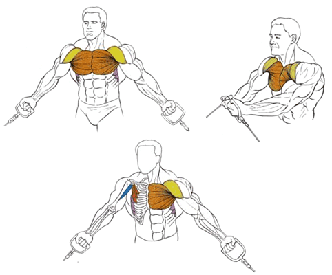 Кроссовер - изолированное упражнение для мышц груди